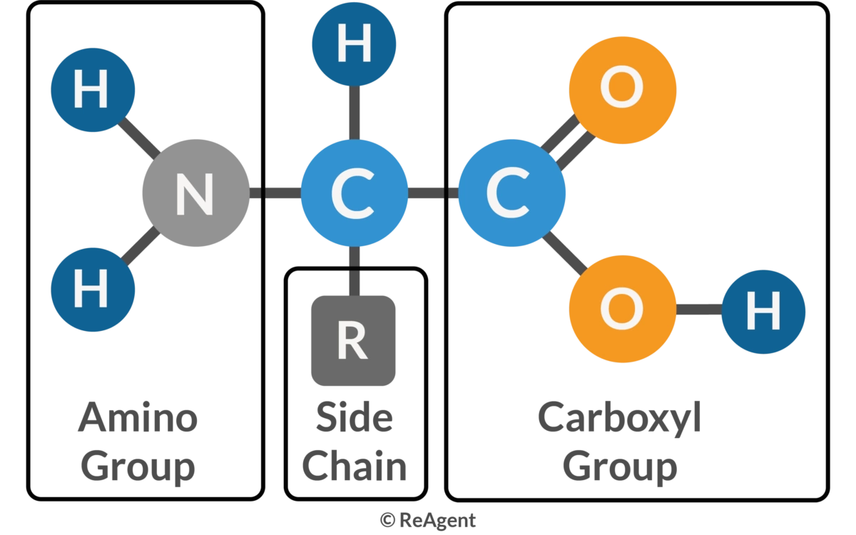 Basic structure of amino acids