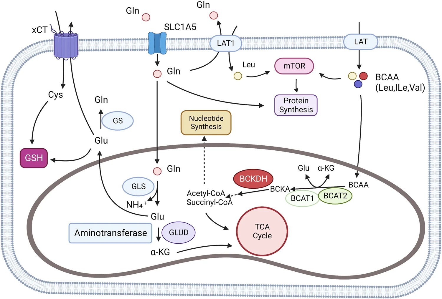 Basic structure of amino acids