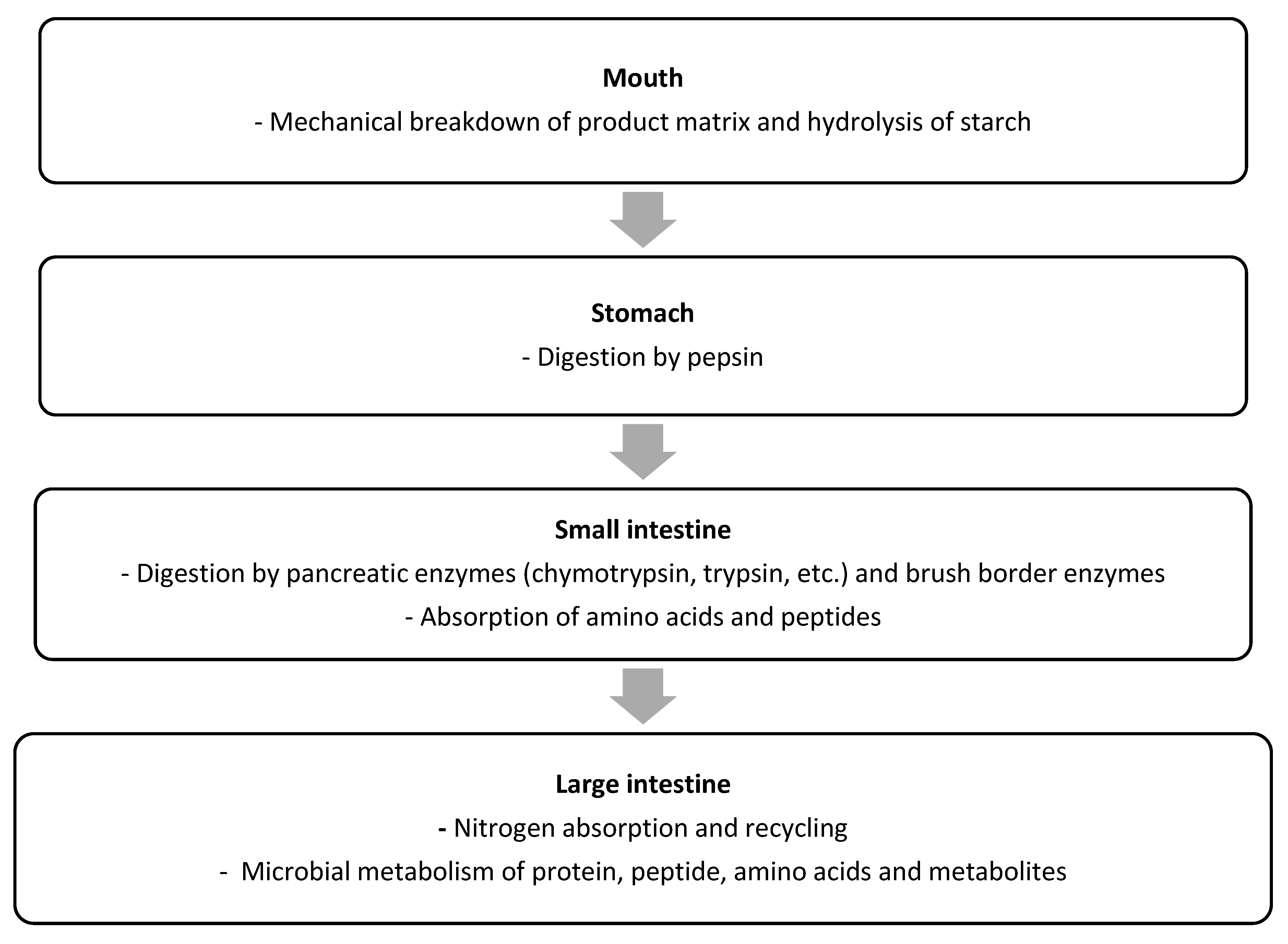 Digestion and absorption of proteins in humans.