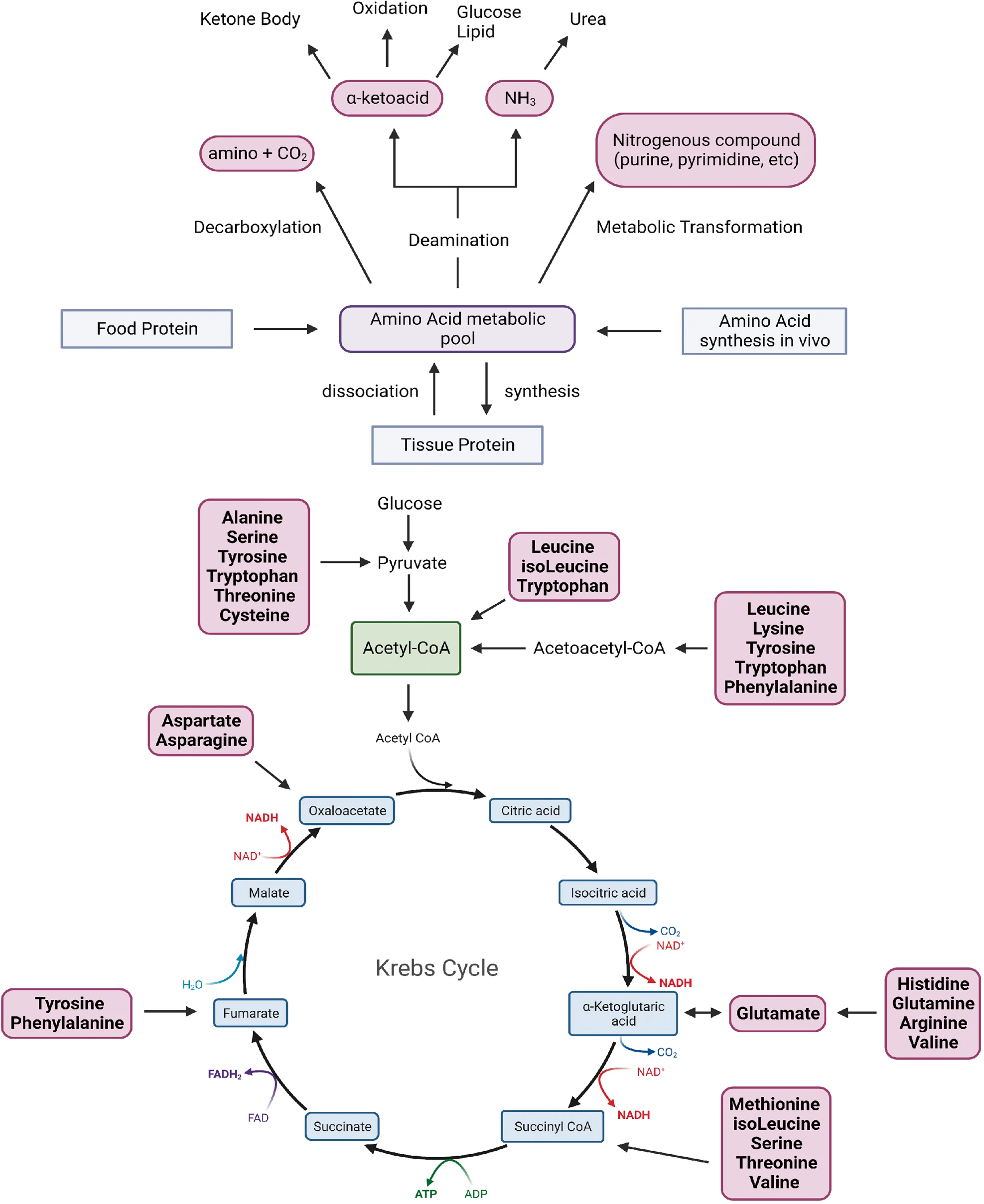 Overview of amino acid metabolism.